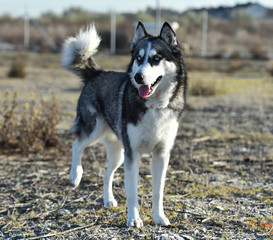 husky siberiano