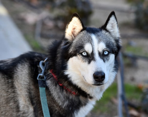 husky siberiano © alberto
