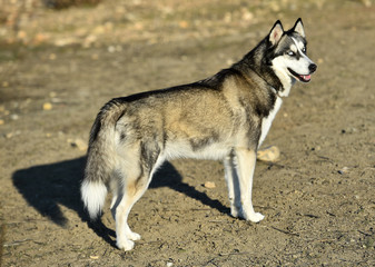husky siberiano