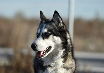 husky siberiano