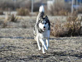 husky siberiano