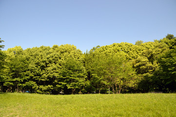 新緑がまぶしい林の前に草むらが広がっている公園の風景
