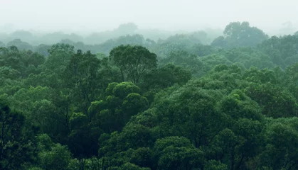 Foto auf Alu-Dibond Rainforest jungle aerial view © disq