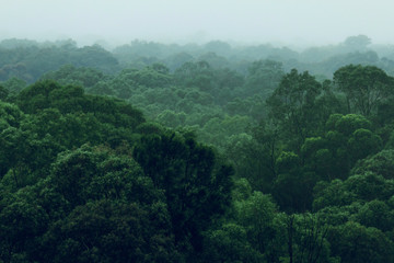 Rainforest jungle aerial view - obrazy, fototapety, plakaty