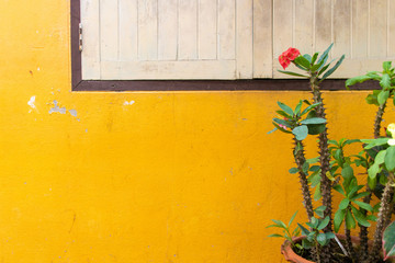 Vivid yellow wall with windows and Euphorbia milli.