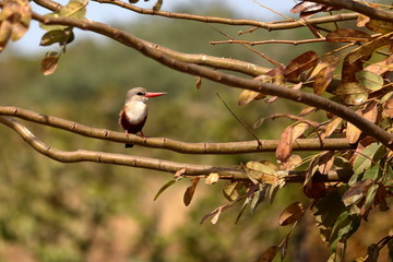 gambia