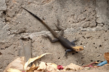 gambia