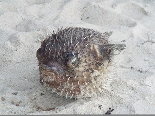 Pufferfish
