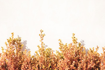 (自然)白い壁と葉１