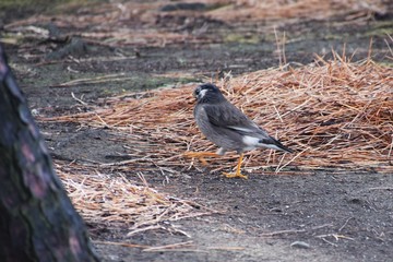 White-cheeked starling