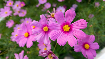 Obraz premium Pink cosmos flower, Aster flower.