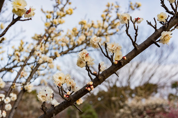 早咲きの梅の花