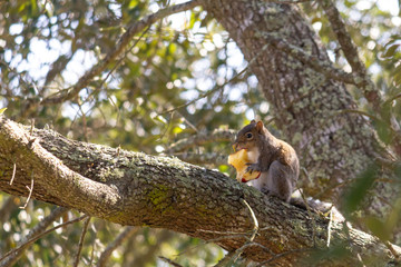 Squirrel eating an apple