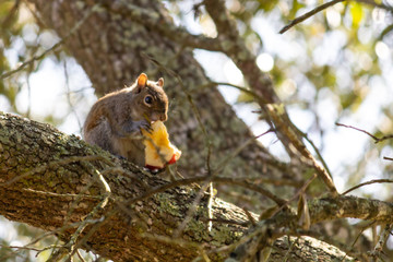 Squirrel eating an apple