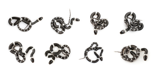 Image of little snake set (Lycodon laoensis) on white background., Reptile,. Animals.