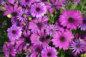 密集して咲いている紫色のデイジーのクローズアップ