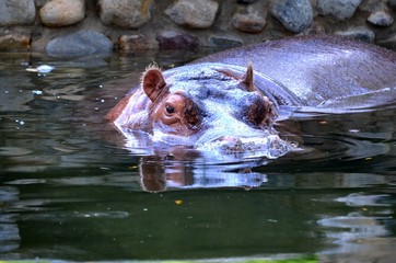 hippopotamus in water