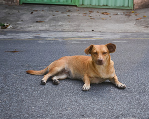 Cachorro de rua posando para foto