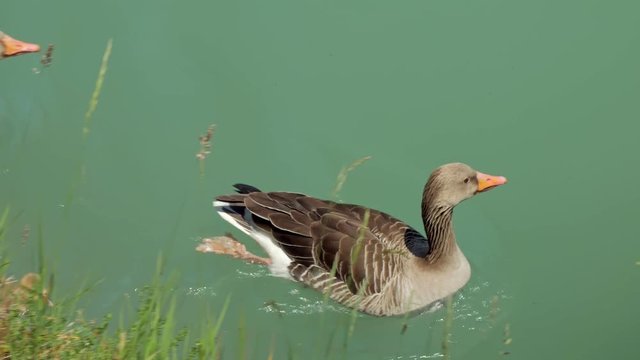 two wild grey ducks are swimming over picturesque turquoise water of small river