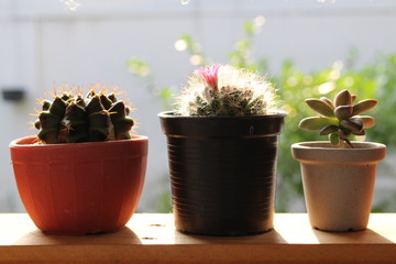 mammillaria and gymnocalycium cactus and succulent in sunlight background