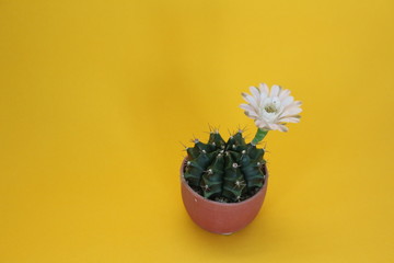 gymnocalycium cactus with flower in a pot on yellow background