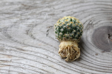 mammillaria cactus expose root on wooden table