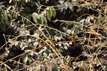 gambia birding