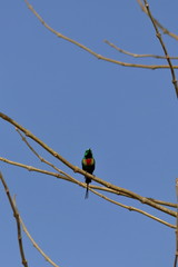 gambia birding