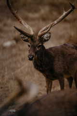 Fototapeta premium Deer