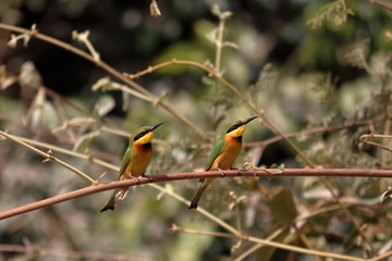 gambia birding