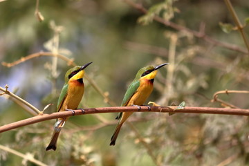gambia birding