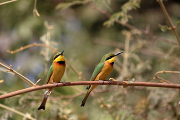 gambia birding
