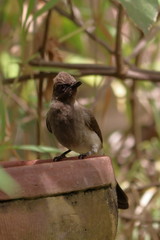 gambia birding