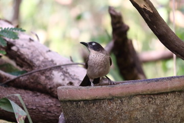 gambia birding
