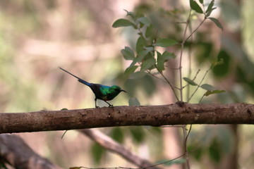 gambia birding