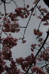 Sakura flowers or cherry blossoms in Tokyo, Japan during Spring time. Close up of flower’s petals, pollen and tree branches in Shinjuku park.