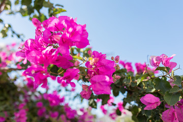 Obraz premium Pink flowers of bougainvillea. Beautiful Colorful Bougainvillea blossoms