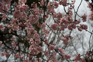 Sakura flowers or cherry blossoms in Tokyo, Japan during Spring time. Close up of flower’s petals, pollen and tree branches in Shinjuku park.