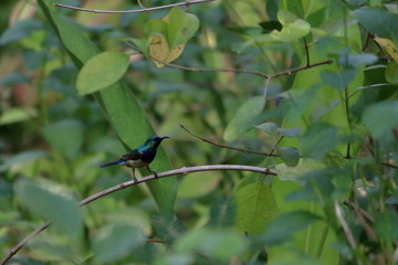 gambia birding
