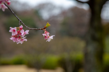 Sakura flowers or cherry blossoms in Tokyo, Japan during Spring time. Close up of flower’s petals, pollen and tree branches in Shinjuku park.