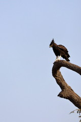 long-crested eagle