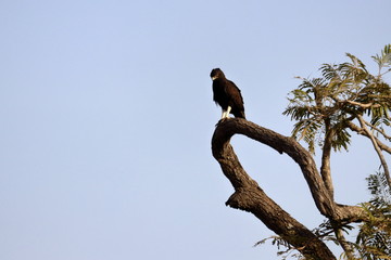 long-crested eagle