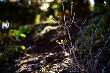 太陽の光を浴びる
