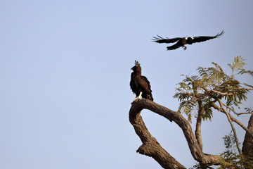 long-crested eagle