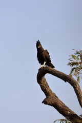 long-crested eagle