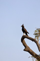 long-crested eagle