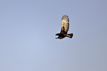 long-crested eagle