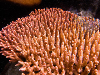 Naklejka na ściany i meble Hard coral found at coral reeef area at Tioman island, Malaysia
