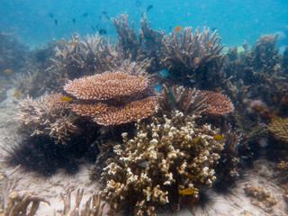 Hard coral found at coral reeef area at Tioman island, Malaysia