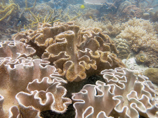 soft coral found at coral reef area at Tioman island